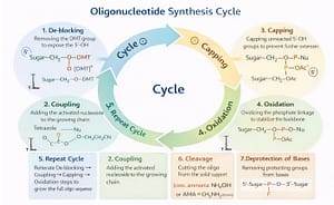 oligonucleotide therapeutics synthesis cycle